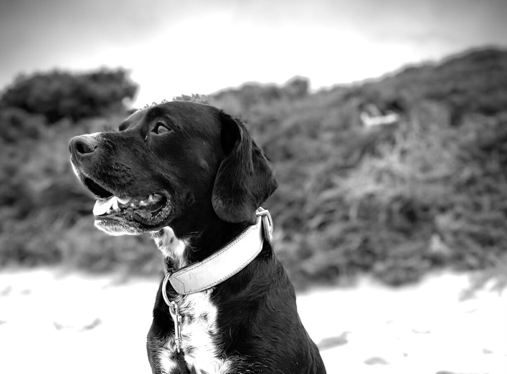 Elogio de un perro negro Trasto-El-jefe